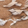 sm_karen-hipscher